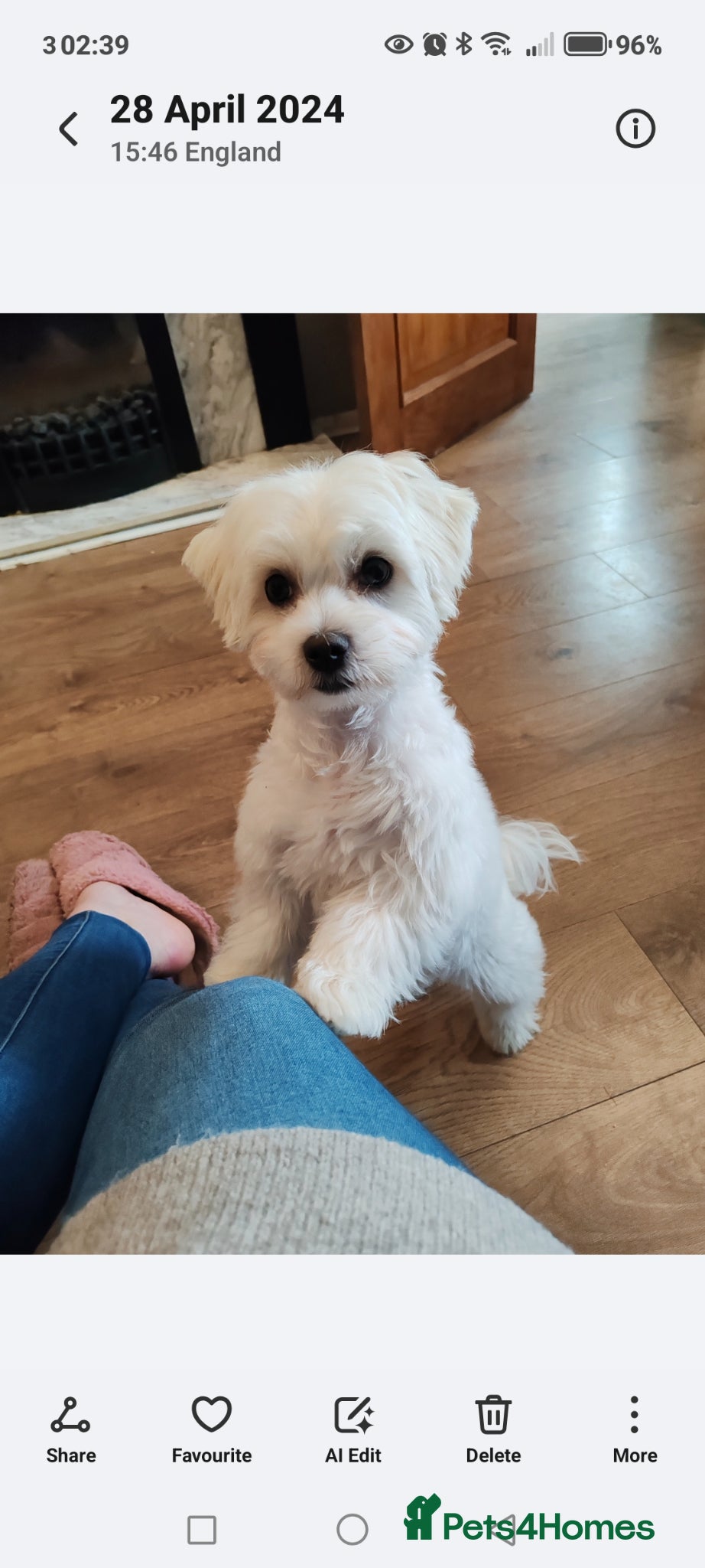 Maltese dogs Charlie Needing a New Home.  - Advert 1