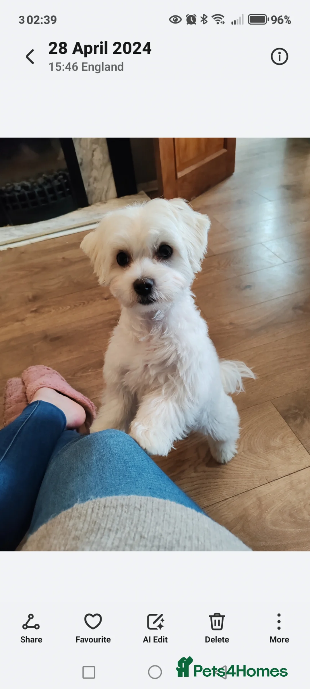 Maltese dogs for sale: Charlie Needing a New Home.  in Northampton - Advert 1