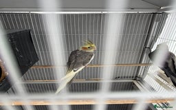 Cockatiels birds for sale: Cocktail for sale - Image 1