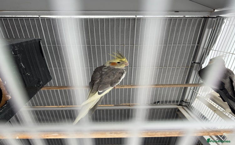 Cockatiels birds - Advert 1