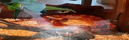 Corn Snake reptiles for sale: Corn snake  - Advert 4