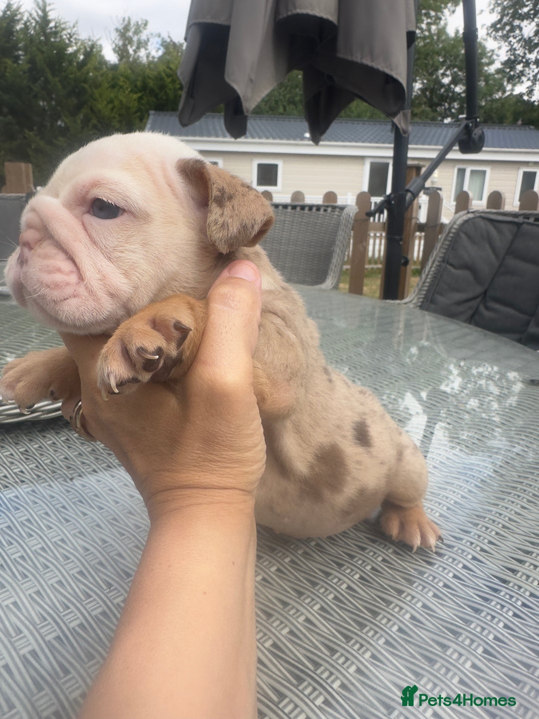 English Bulldog dogs for sale: **REDUCED **READY TO LEAVE CHUNKY ENGLISH BULLDOG - Image 25