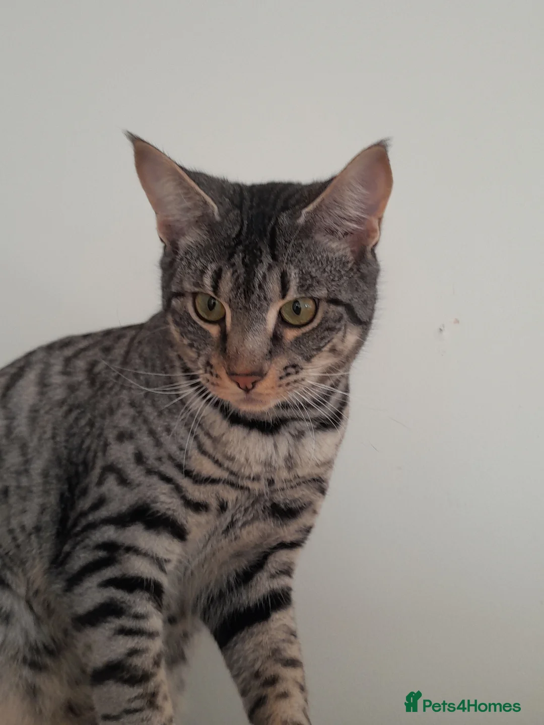 Savannah cats for sale: Pedigree F5 TICA Reg Savannah Girl Kitten - Advert 13