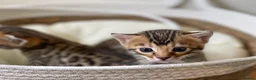 Bengal cats for sale: 2 Handsome Boys & 1 Pretty little Girl 💙💙🩷 - Advert 5