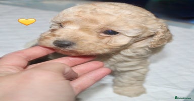 Cockapoo dogs Health tested Asian toy Cockapoo puppies  - Advert 9