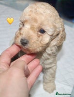 Cockapoo dogs Health tested Asian toy Cockapoo puppies - Advert 9