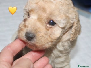 Cockapoo dogs Health tested Asian toy Cockapoo puppies - Advert 6