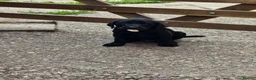 Labrador Retriever dogs for sale: Ready this Sunday 30/8- last black boy - Advert 10