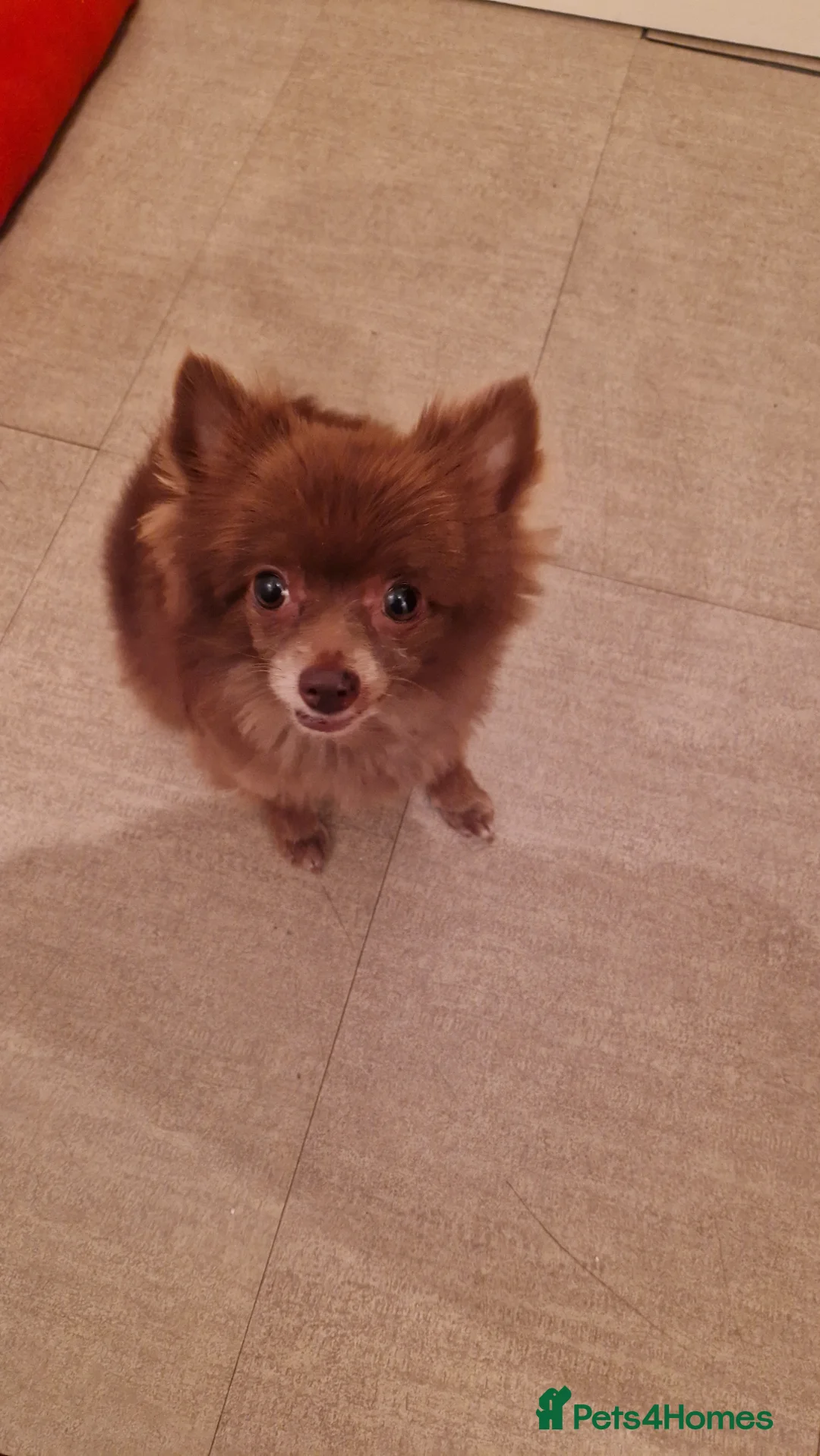 Pomeranian dogs for sale: Sweet Kiki  - Advert 3