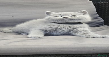 British Shorthair cats - Advert 10