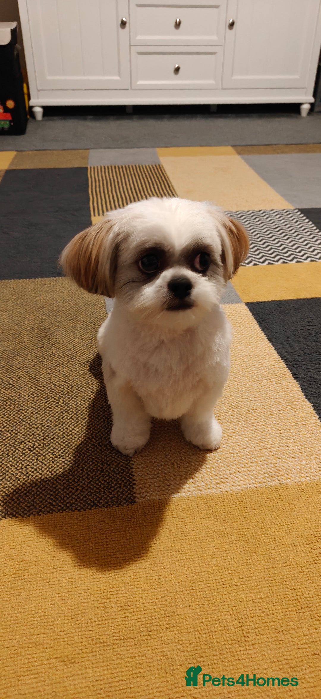 Shih Tzu dogs for sale: Shih tzu - Advert 1