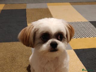 Shih Tzu dogs Shih tzu - Advert 1