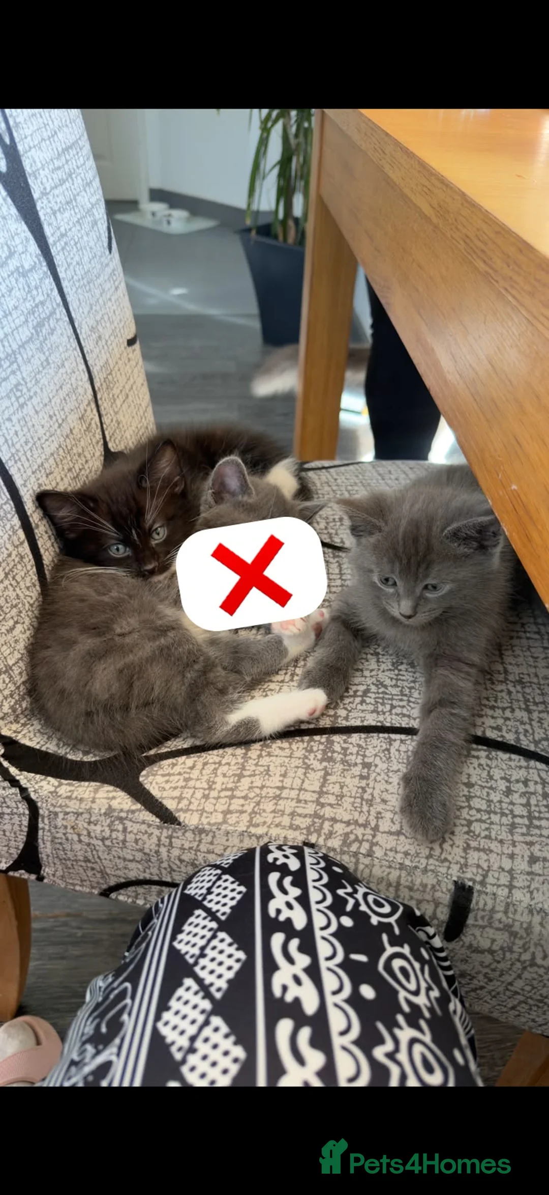 Mixed Breed cats for sale: 2 beautiful boys for sale!!  in Bridgwater - Advert 1