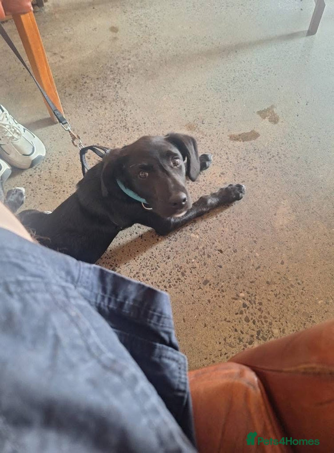 Borador dogs for sale: Borador puppy - Image 3