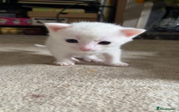 Mixed Breed cats for sale: Three mixed breed kittens for sale - Image 5