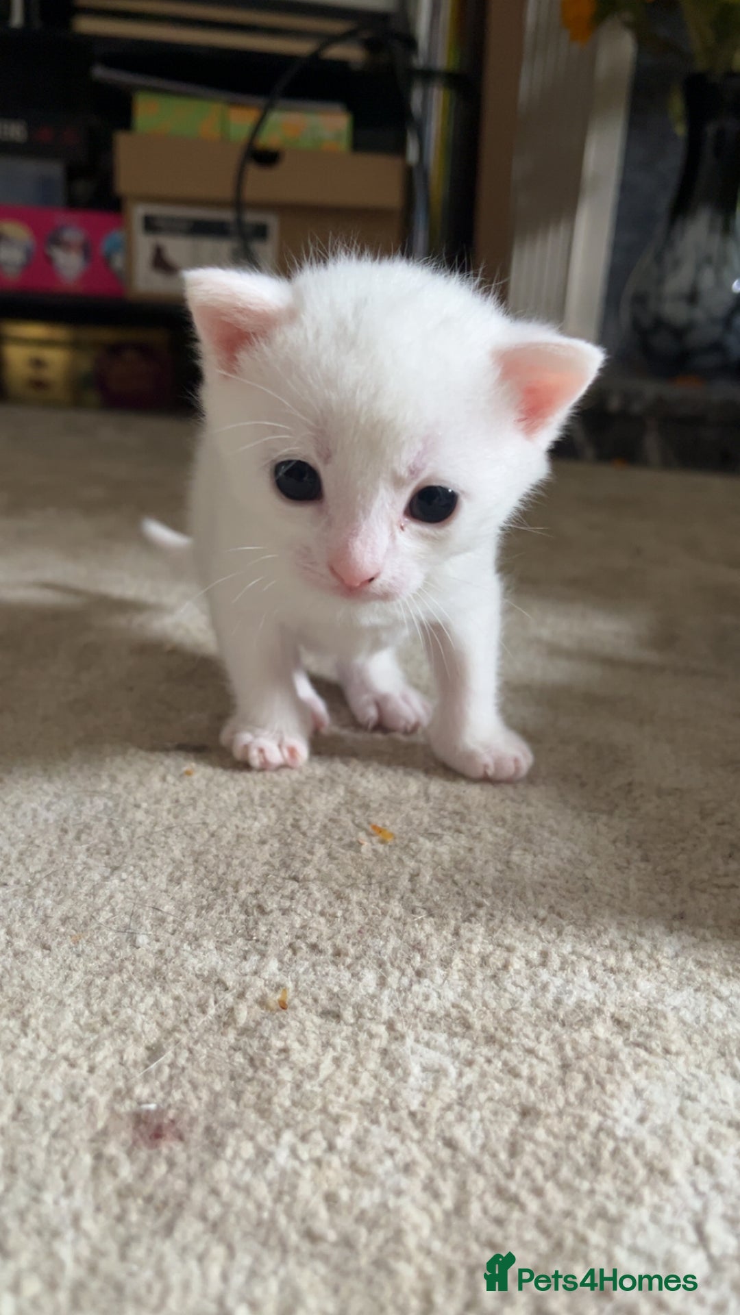 Mixed Breed cats for sale: Three mixed breed kittens for sale - Image 5