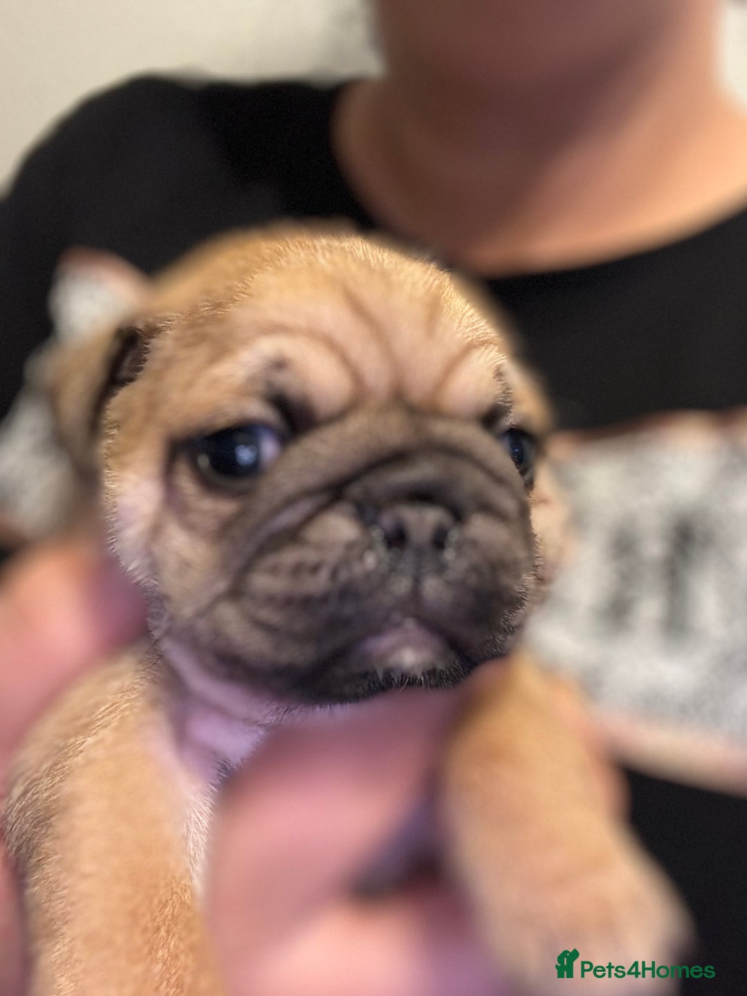 Pug dogs for sale: Beautiful Pug Puppies Male Female - Image 10