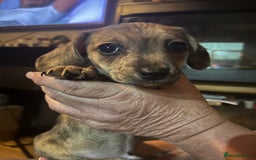 Chiweenie dogs for sale: Beautiful dachshund/ chihuahua puppies  - Image 9