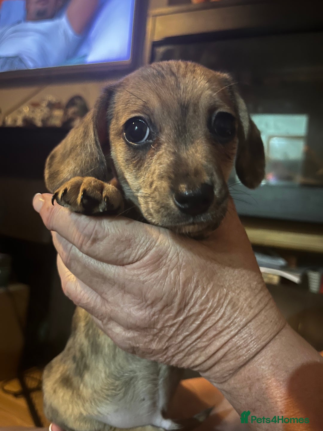 Chiweenie dogs for sale: Beautiful dachshund/ chihuahua puppies  - Image 9