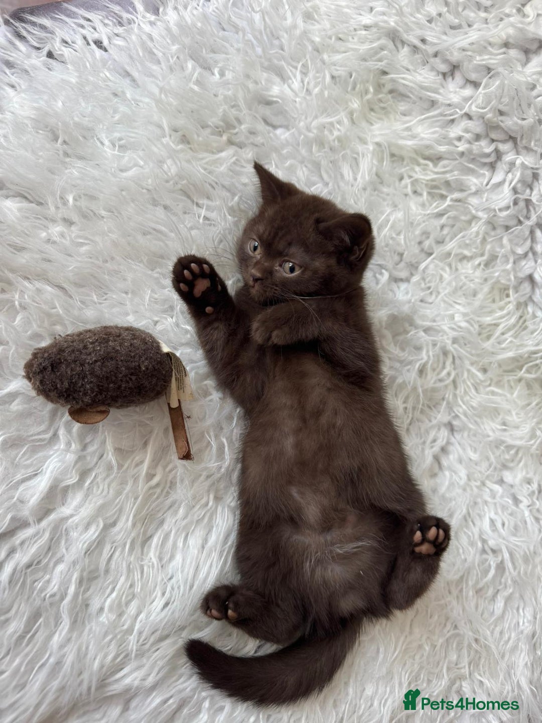 British Shorthair cats for sale: 💙 2 handsome  GCCF British Sorthair 💙 - Image 19