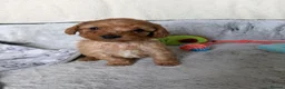 Cockapoo dogs for sale: 🐾BEAUTIFUL F1 COCKERPOOS REGISTERED BREEDER 🐾 - Advert 11