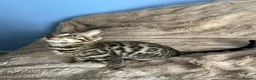 Bengal cats for sale: Exceptional Bengal Kittens - Advert 8