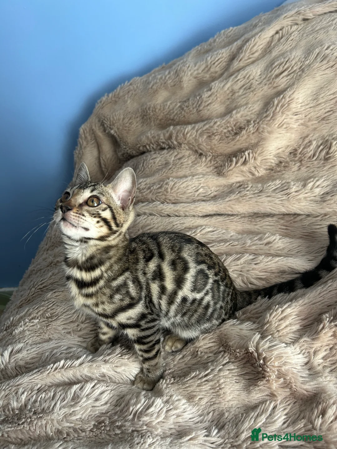 Bengal cats for sale: Exceptional Bengal Kittens - Advert 8