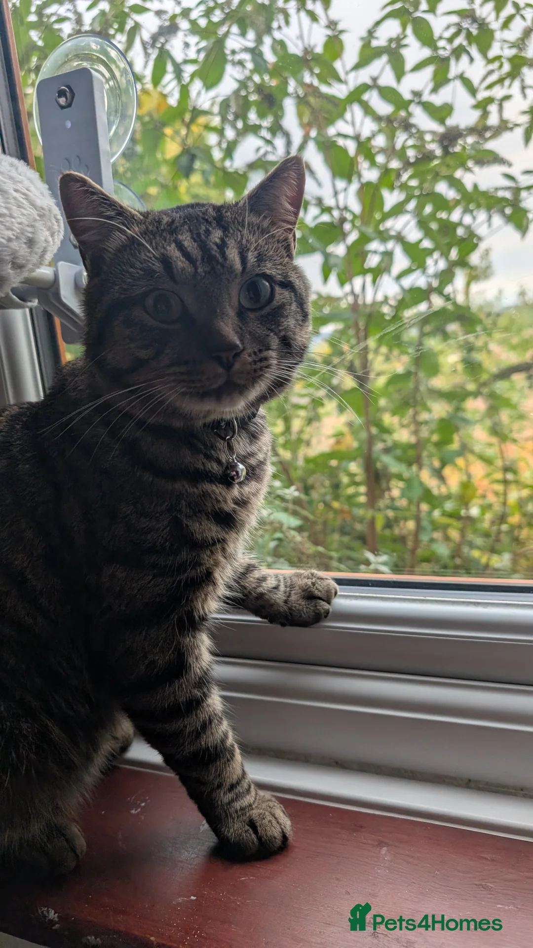 American Shorthair cats for sale: Bailey the Tabby Cat - Advert 3