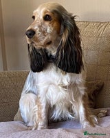 Cocker Spaniel dogs - Advert 9