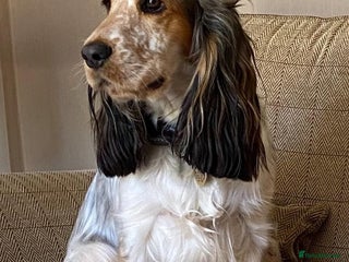 Cocker Spaniel dogs for sale - Advert 1