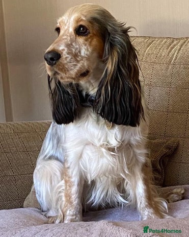 Cocker Spaniel dogs - Advert 4