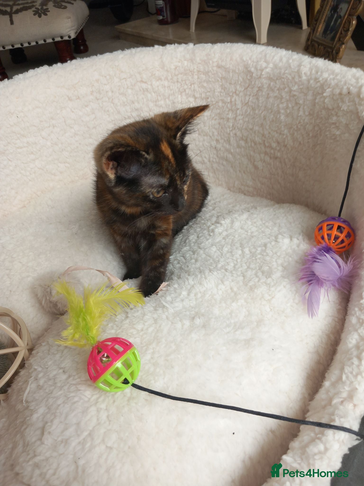 Mixed Breed cats Very pretty tortie kitten - Advert 2