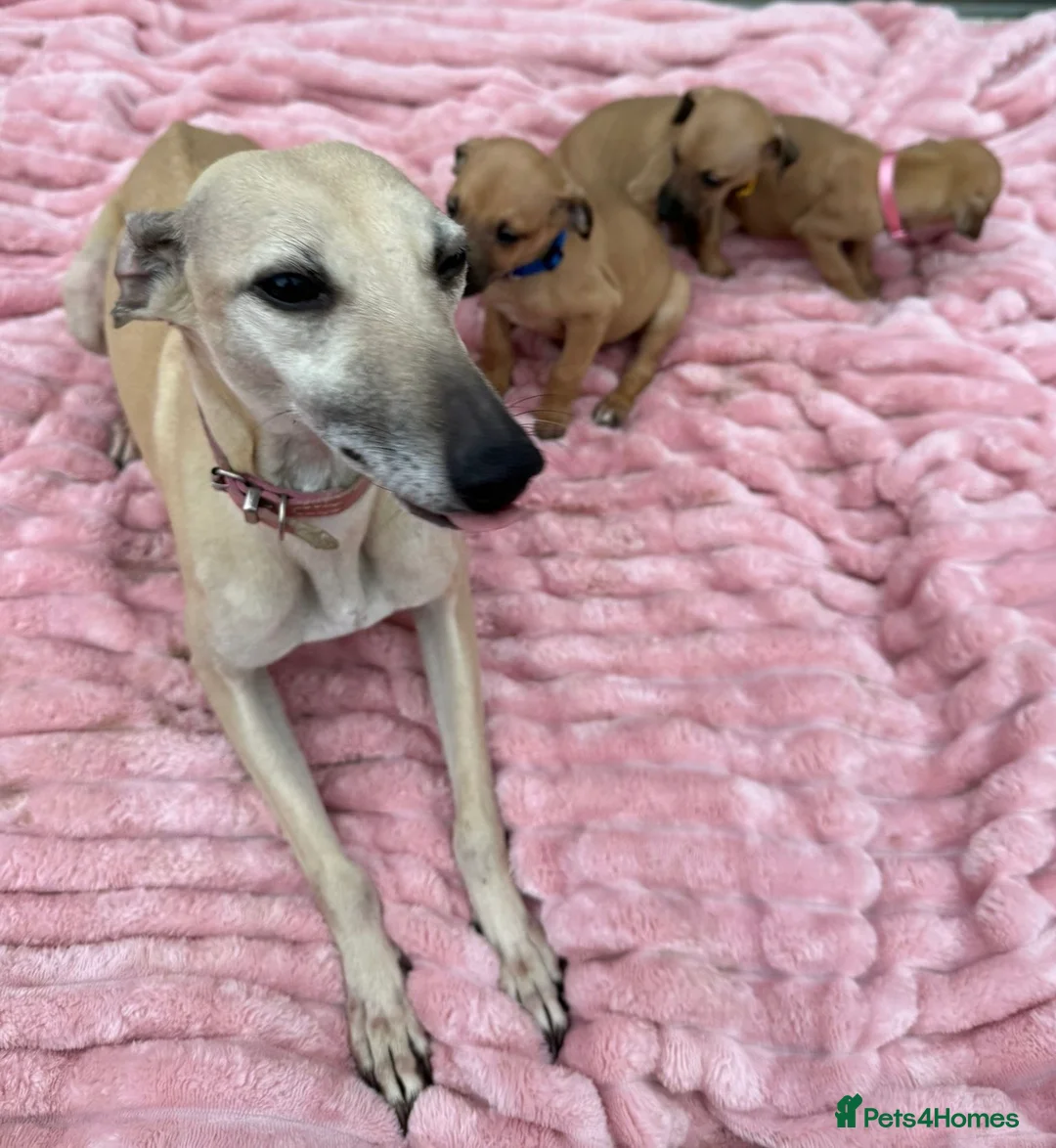 Mixed Breed dogs for sale: 3 adorable Wiggys  - Advert 1