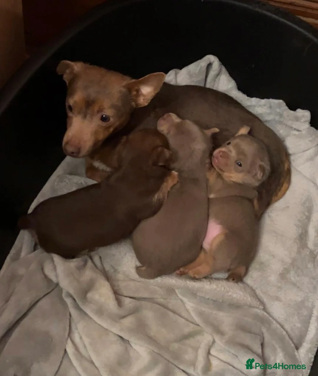 Jack Russell dogs for stud: Miniature Chocolate and Tan Jack Russell For Stud in Ebbw Vale - Advert 17