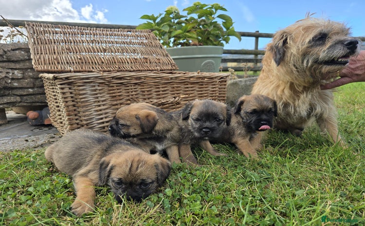 Border Terrier dogs - Advert 1