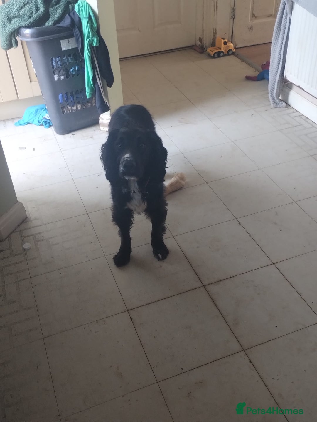 Sprocker dogs for sale: Sprocker for sale - Image 8