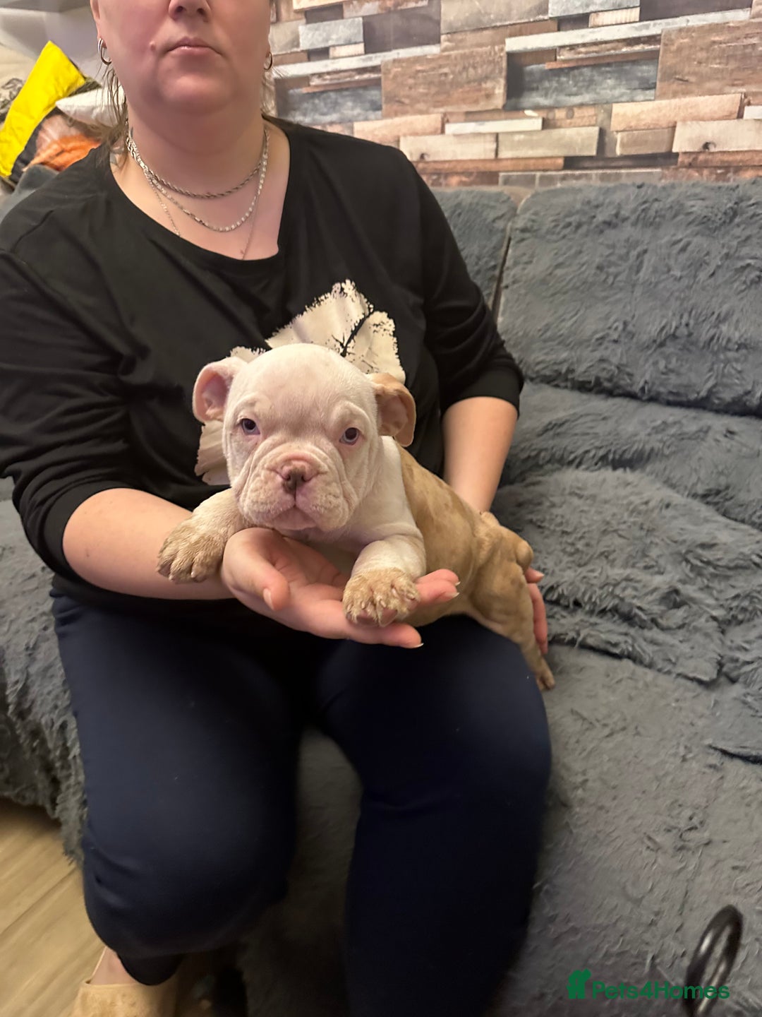 American Bully dogs for sale: ABKC REGISTERED Pocket Exotic/Extreme Bully PUPS! - Advert 17
