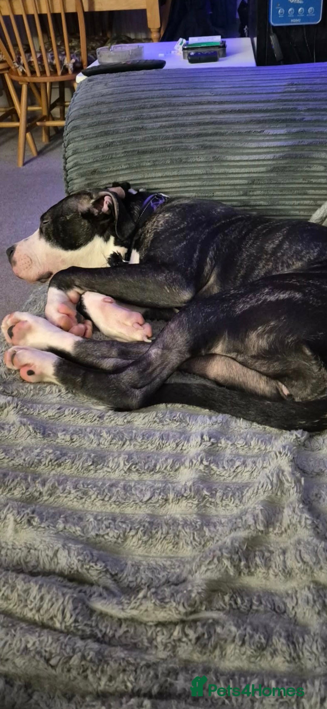 American Bulldog dogs for sale: Beautiful American Bulldog for sale - Advert 2