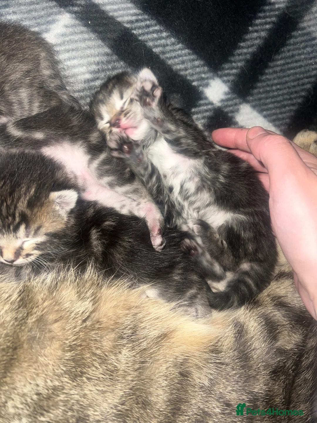 Mixed Breed cats for sale: Mixed bengal kittens  in Manchester - Advert 2