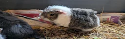 Guinea Pig rodents for sale: Beautiful Baby Guinea Pigs  - Advert 4