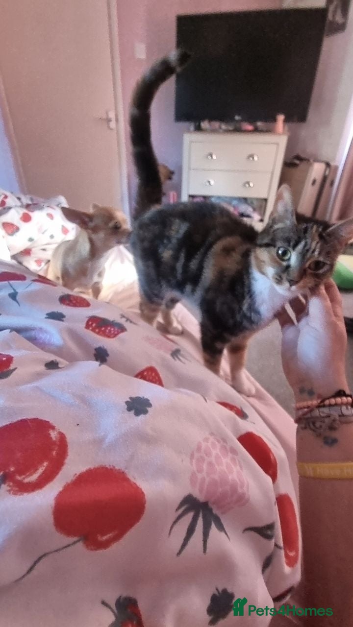 Mixed Breed cats Bella  - Advert 2