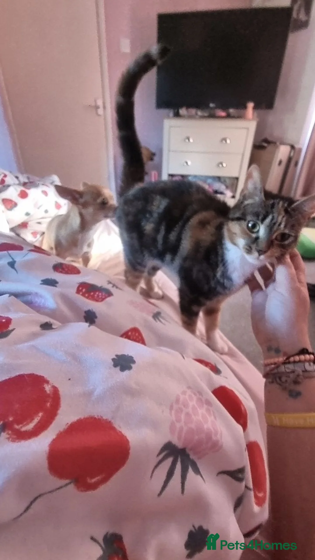 Mixed Breed cats for sale: Bella  in Mansfield - Advert 1