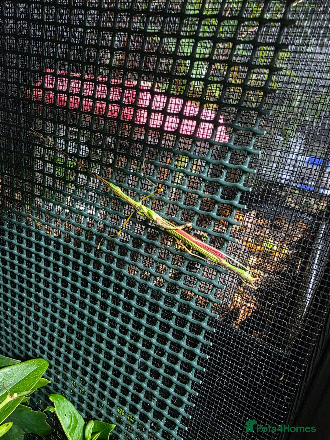 Stick Insects invertebrates for sale: Malaysian Jewell Stick Insect Necroscia Annulipes - Advert 3