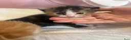 Mixed Breed cats for sale: Beautiful Fluffy Kittens - Advert 10