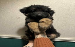 German Shepherd dogs for sale: Beautiful straight back German Shepherds  - Image 32