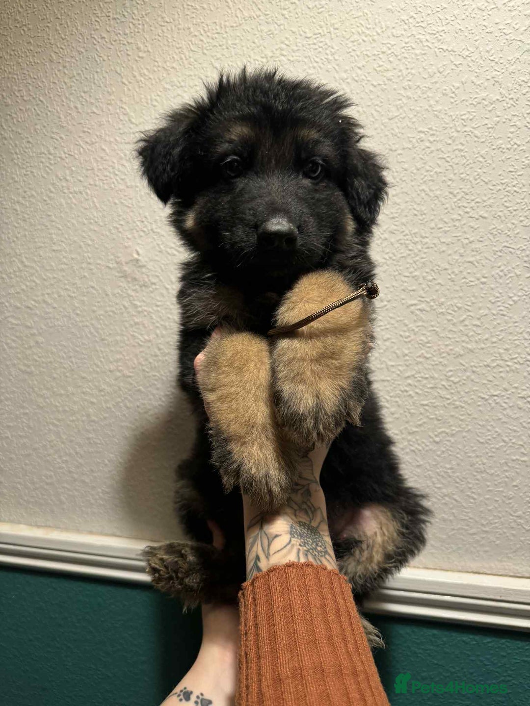 German Shepherd dogs for sale: Beautiful straight back German Shepherds  - Image 32