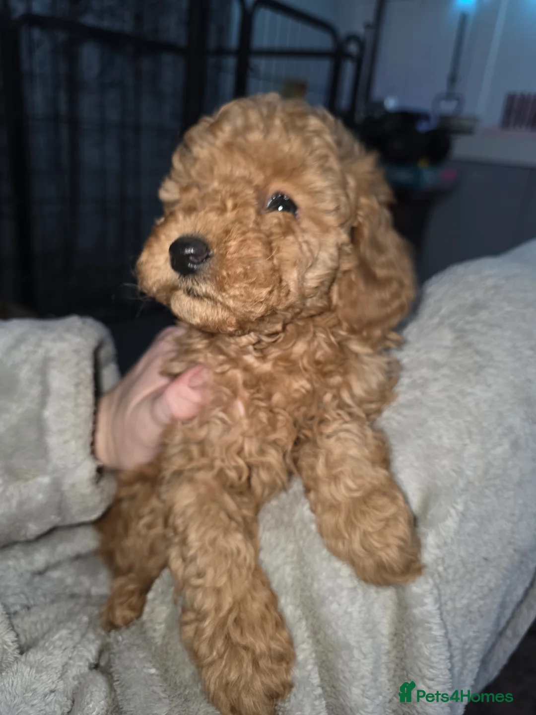 Poochon dogs for sale: Poochon puppies - Advert 12