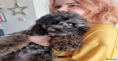 Shihpoo dogs - Advert 2