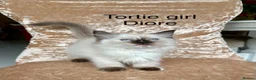 Ragdoll cats for sale: Beautiful ragdoll kittens  - Advert 2