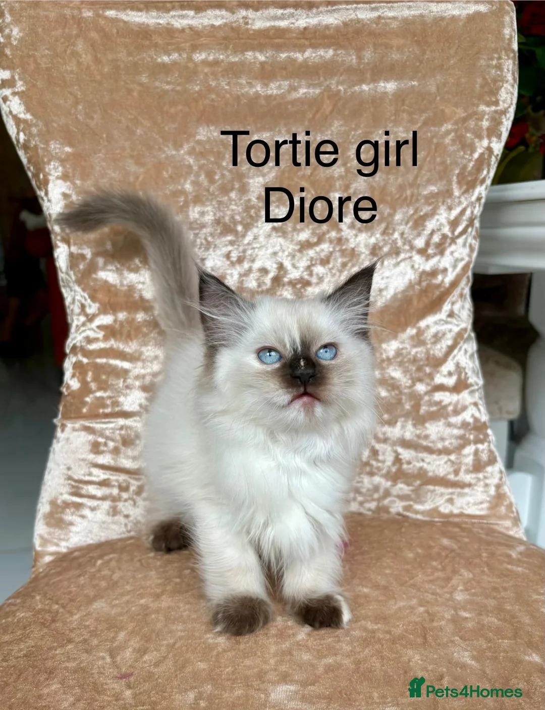 Ragdoll cats for sale: Beautiful ragdoll kittens  - Advert 2